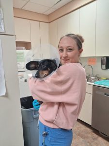 Stefanie holding a small dog wearing a protective cone while working in a veterinary clinic